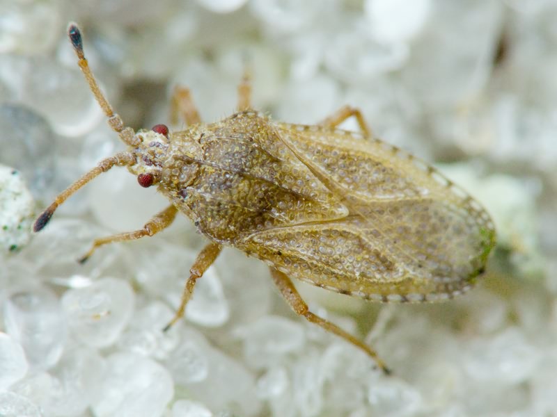 Tingis (Tropidocheila) caucasica (Jakovlev, 1880)